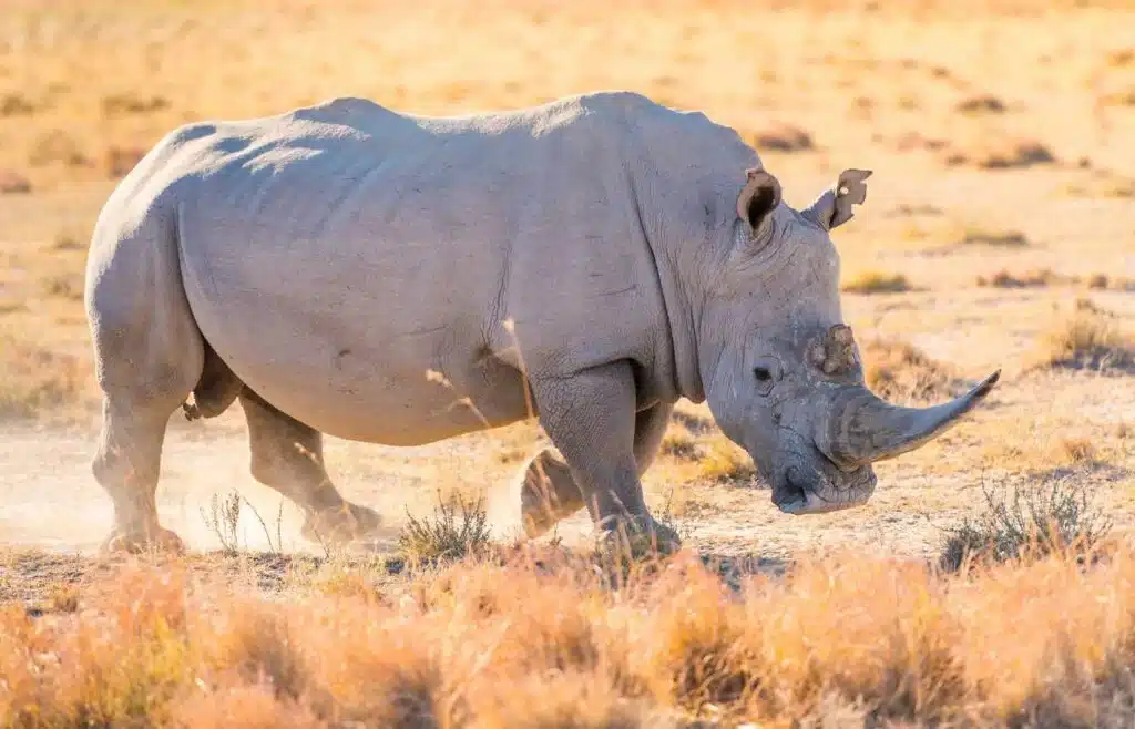 A white rhinocerus with a lacking upper horn and torn ears
