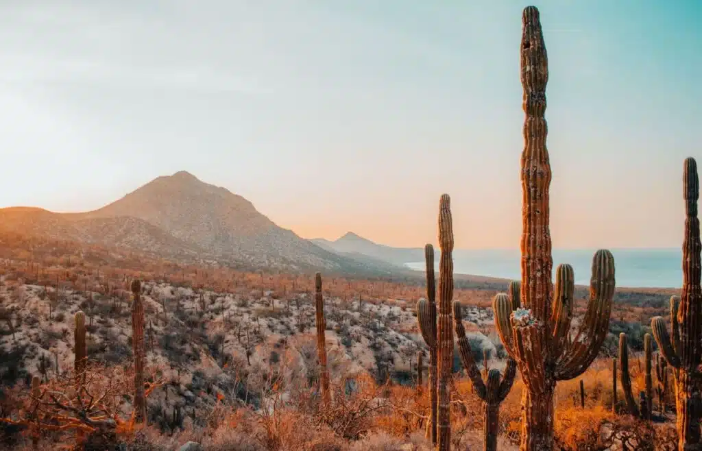 Tall saguaro cacti set with a mountain range in the background