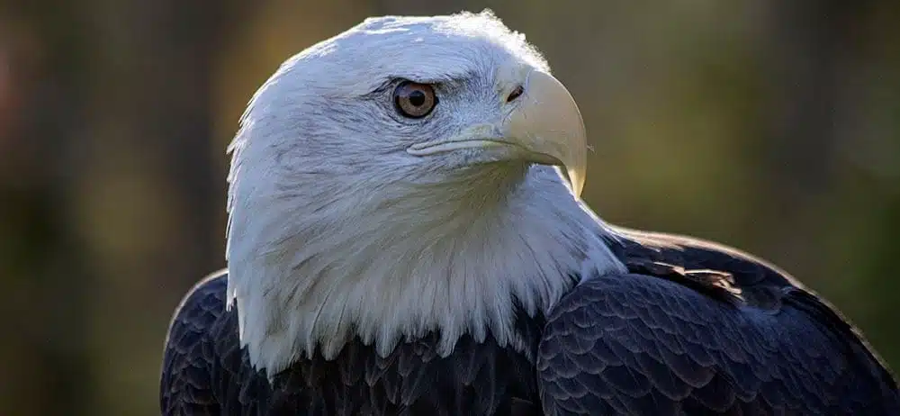 A close-up image of a bald eagle crouching and looking sidewise a