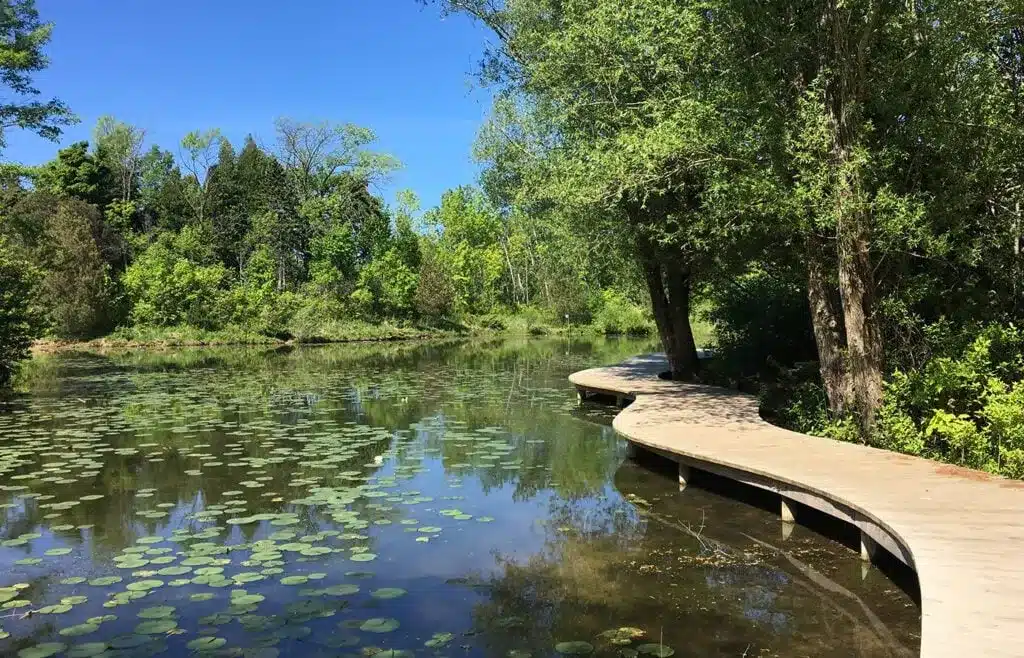 Curved wooden boardwalk along Mystery Lake surrounded by lush trees and floating lily pads.