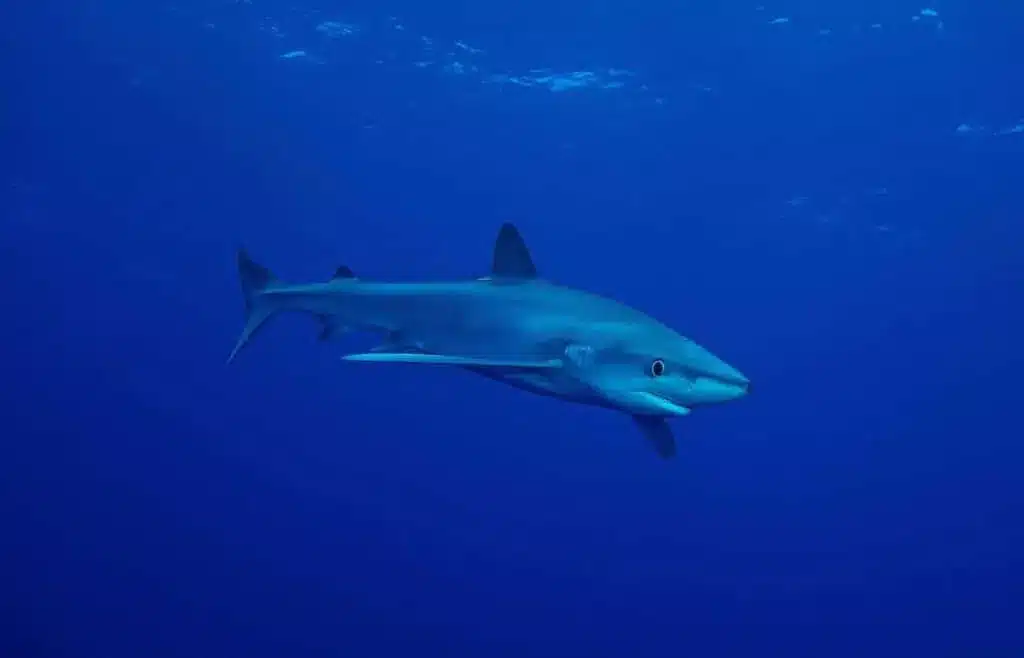 Blue shark swimming through deep blue ocean