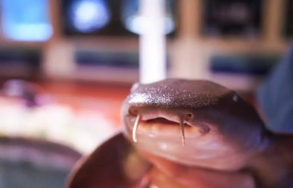 Baby shark showing small whisker-like barbels