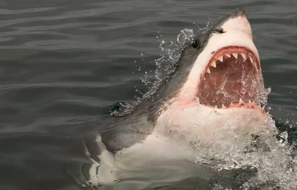 Great white shark jumping out of ocean with mouth open