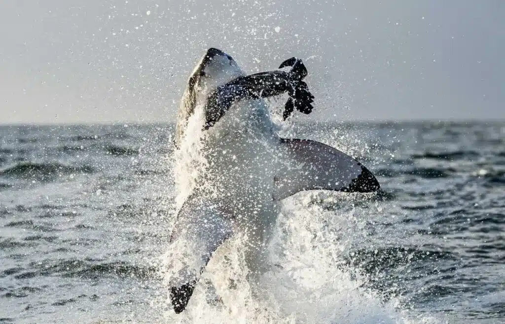 Great white shark breaching water with prey