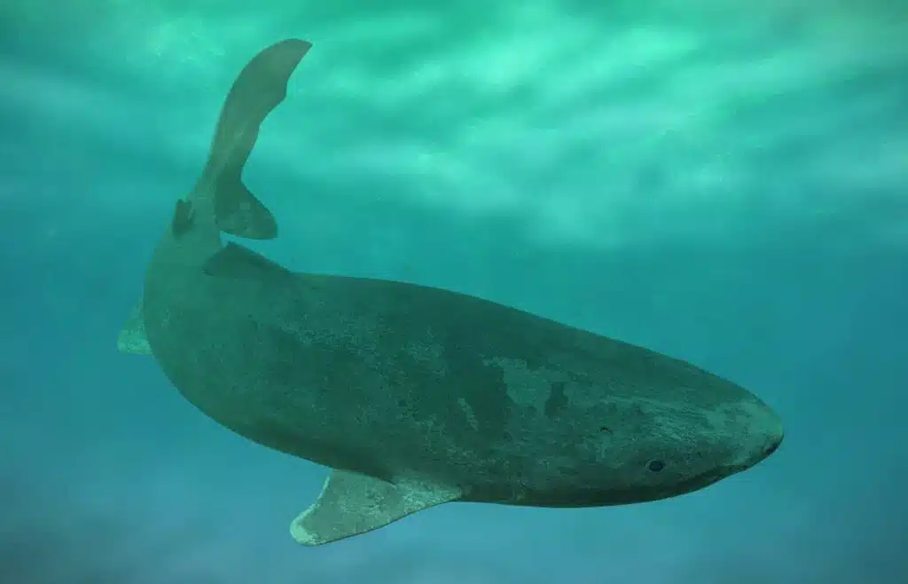 Greenland shark swimming slowly in cold ocean