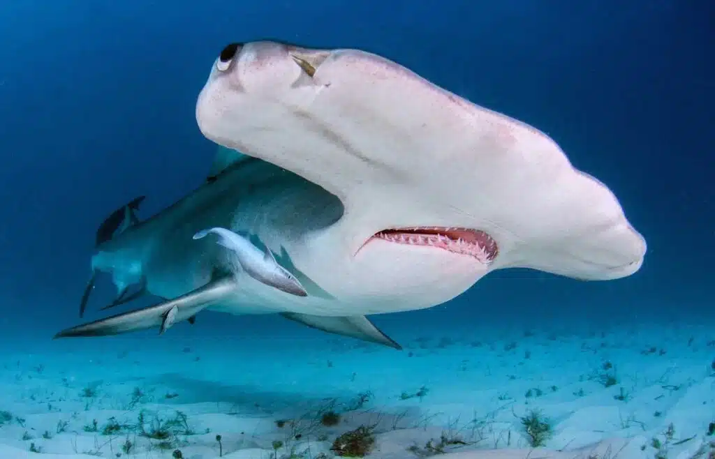 Hammerhead shark swimming near ocean floor