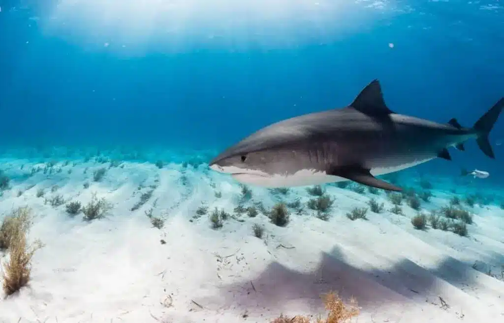 Tiger shark swimming above sandy seabed