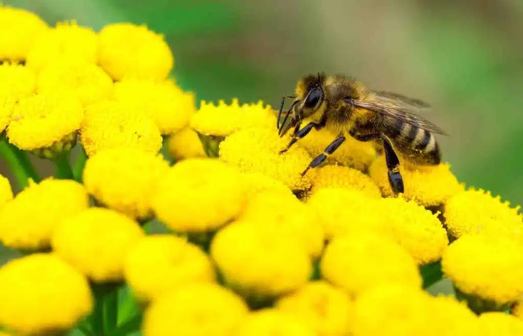 A close-up of a bee gathering nectar from vibrant yellow flowers, showcasing nature's spring activity.