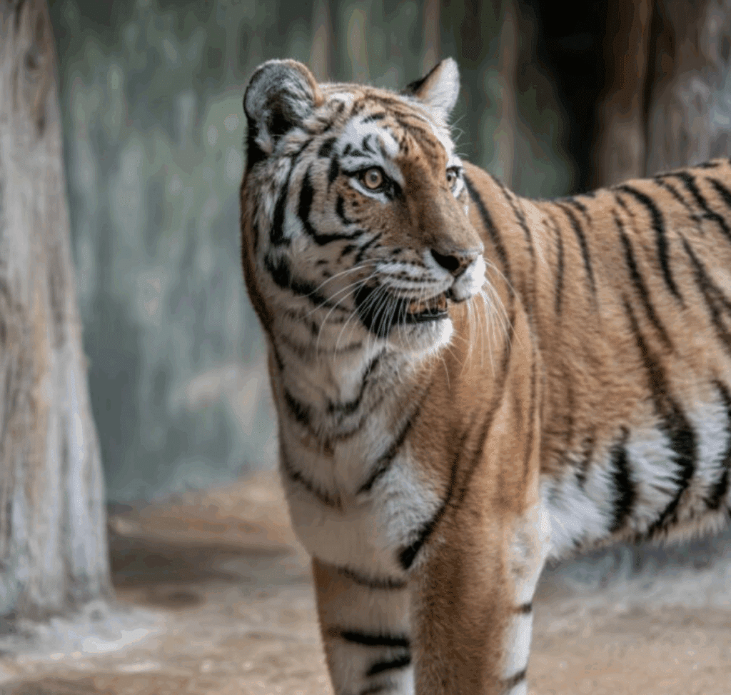 Amur tiger standing alert in the Milwaukee County Zoo’s Big Cat Country habitat, showing its pale orange coat and distinct stripe pattern.