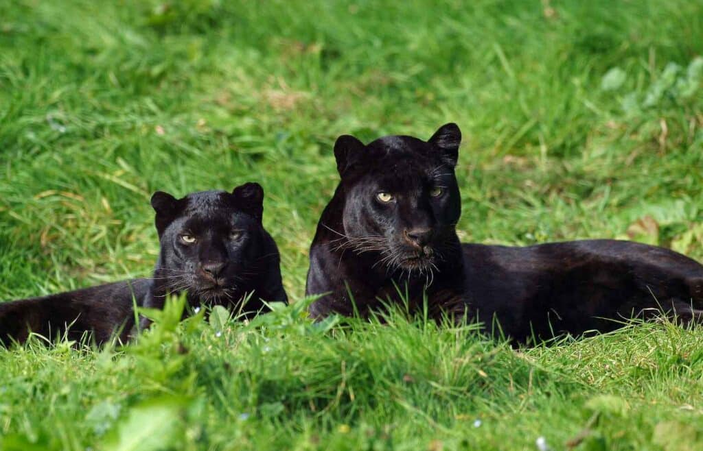 A mother and cub panthers resting on grass