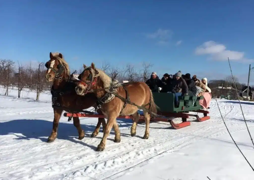 Two large brown horses pulling a large sleigh with several people sitting on a snowy morning.
