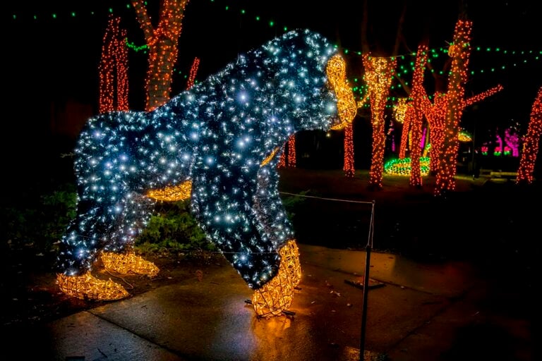 Trees wrapped with holiday lights and a gorilla sculpture coverd with Christmas lights at the Milwaukee County Zoo
