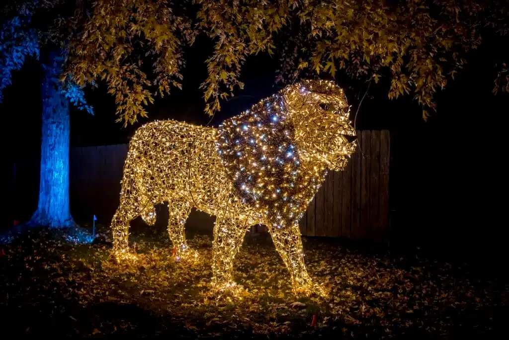 A lion sculpture made of Christmas lights at the Milwaukee County Zoo during its Wild Lights annual celebration