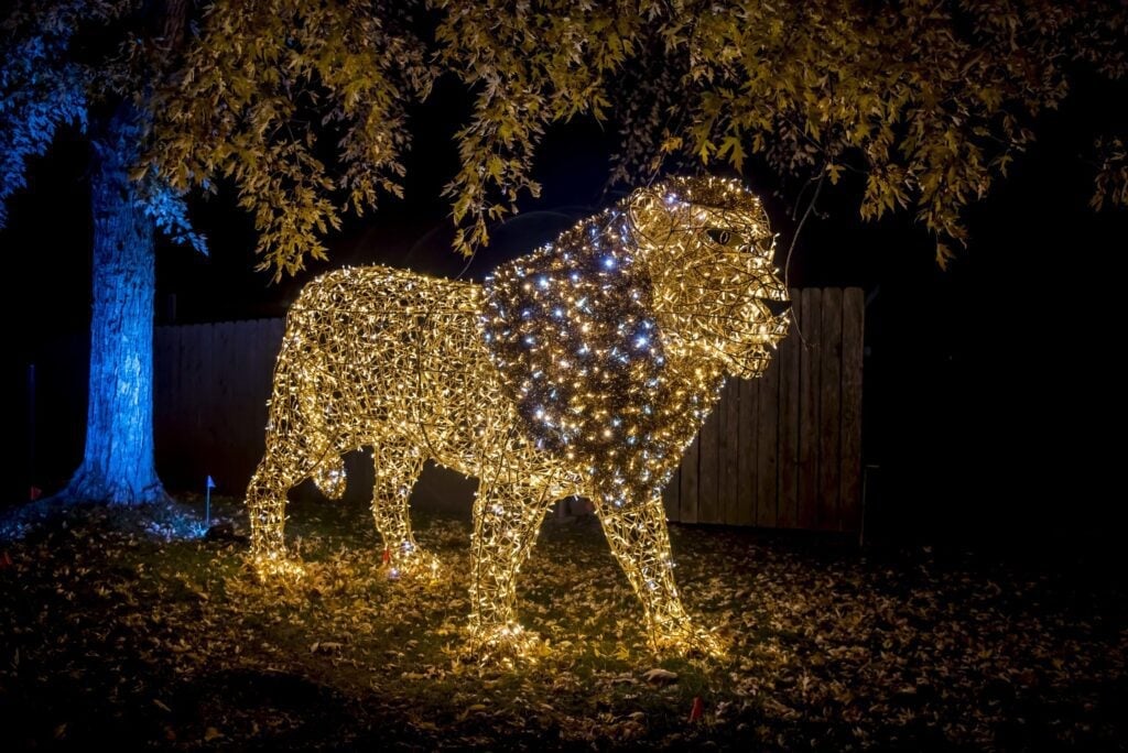 An illuminated lion display at the Jungle Bells Zone at the Milwaukee County Zoo