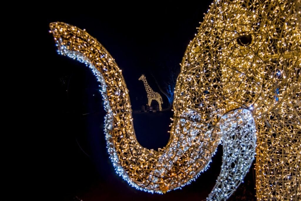 A closeup of the elephant trunk light display with the giraffe in the background in the Wild Lights event in Milwaukee