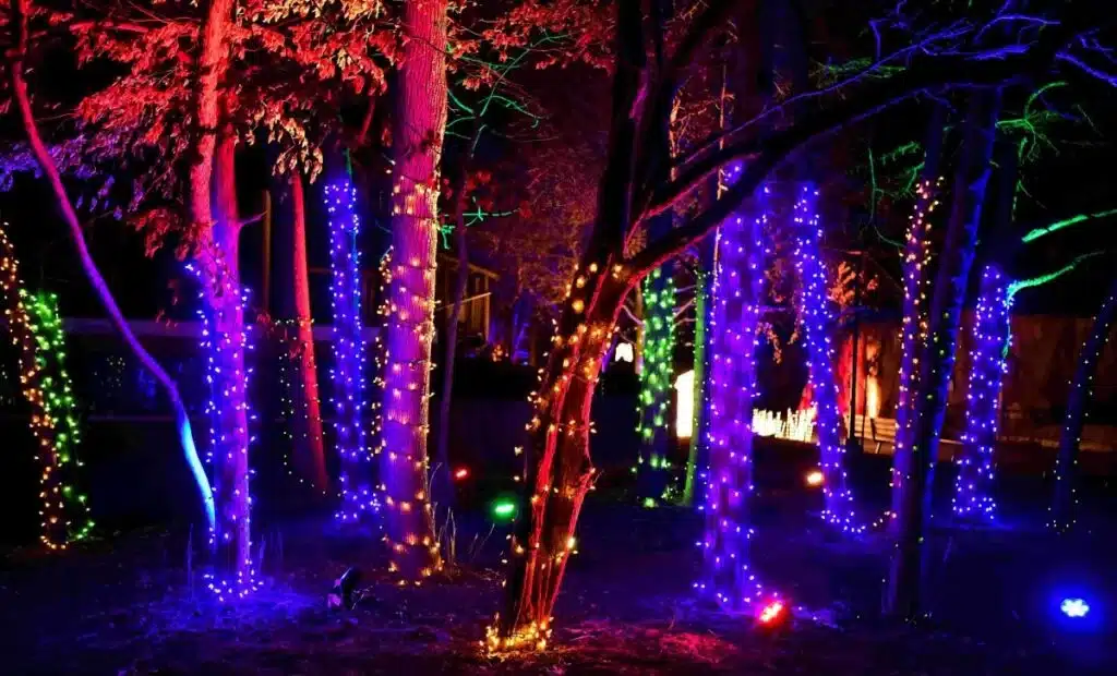 Trees covered with different colored lights at their base