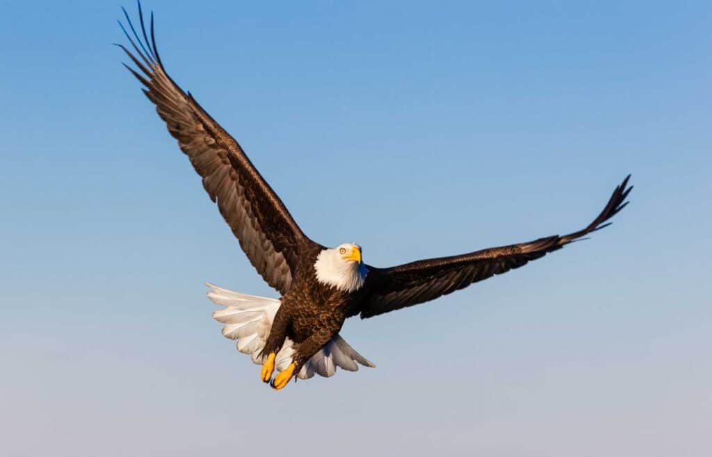 A bald eagle with tis wings spreading while in flight