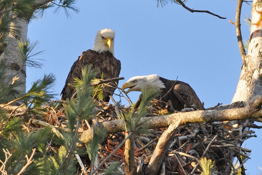 Two eagles building their nest on top of a tree